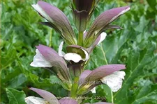 Acanthus mollis var. latifolius