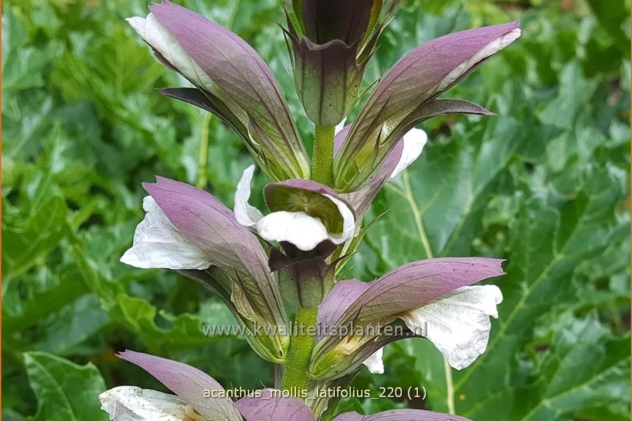 Acanthus mollis var. latifolius