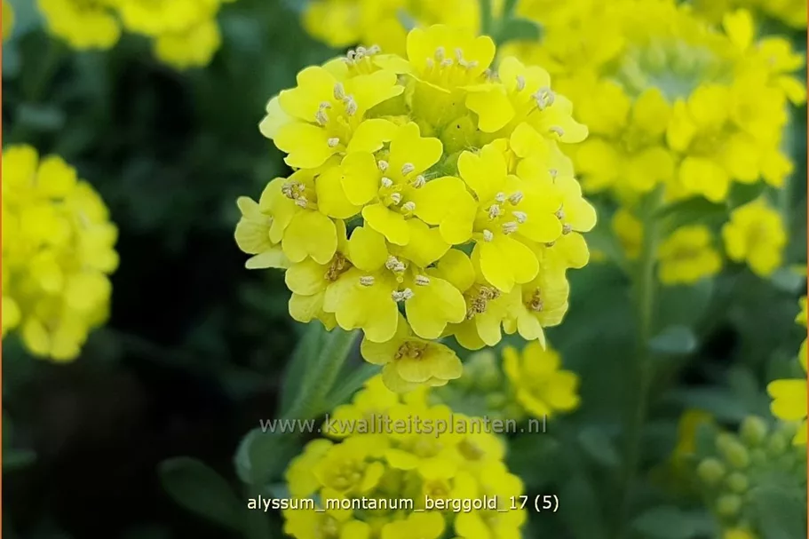 Alyssum montanum 'Berggold'