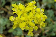 Alyssum montanum 'Berggold'