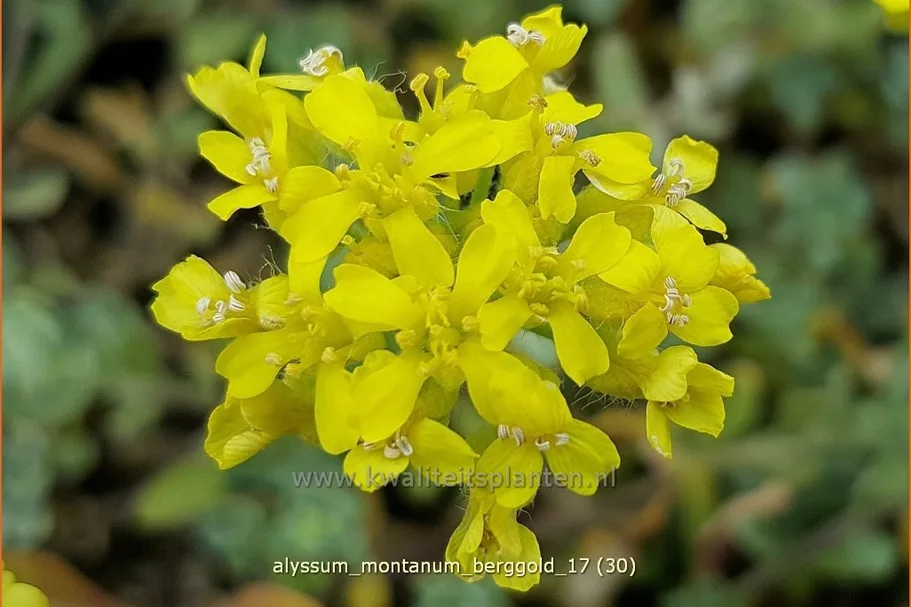 Alyssum montanum 'Berggold'