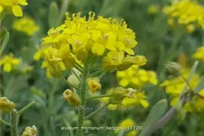 Alyssum montanum 'Berggold'
