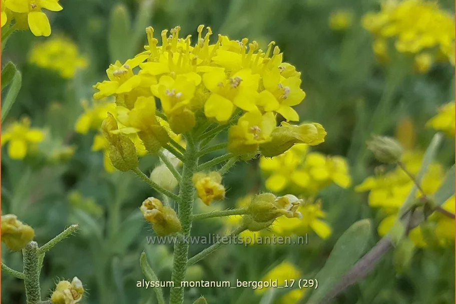 Alyssum montanum 'Berggold'