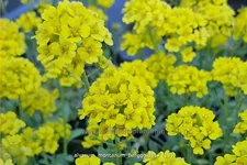 Alyssum montanum 'Berggold'