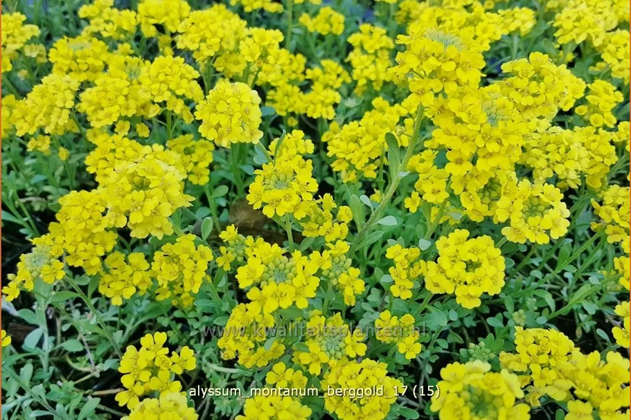 Alyssum montanum 'Berggold'