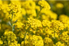 Alyssum montanum 'Berggold'