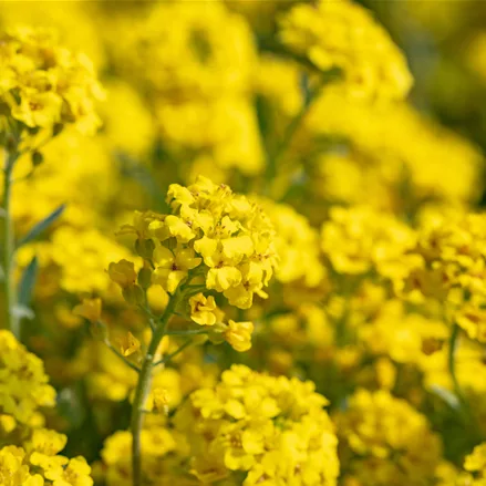 Alyssum montanum 'Berggold'