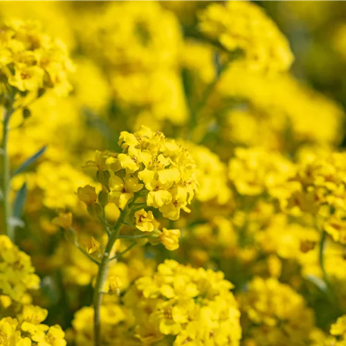 Alyssum montanum 'Berggold'