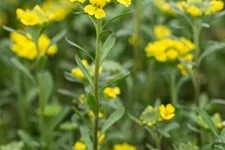 Alyssum montanum 'Berggold'