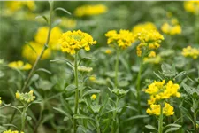 Alyssum montanum 'Berggold'