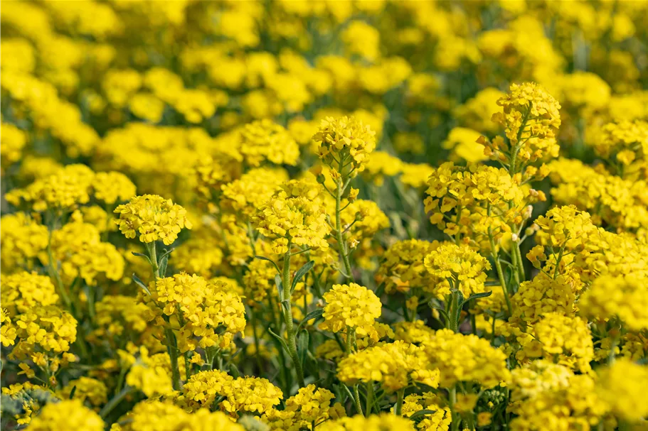 Alyssum montanum 'Berggold'