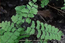 Adiantum pedatum 'Imbricatum'