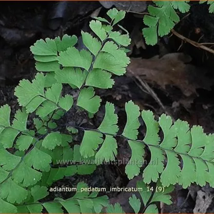 Adiantum pedatum 'Imbricatum'