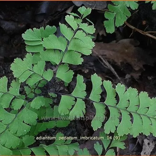 Adiantum pedatum 'Imbricatum'