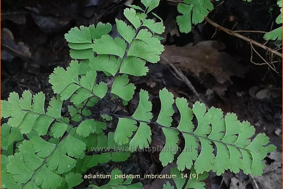 Adiantum pedatum 'Imbricatum'
