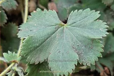 Alchemilla caucasica