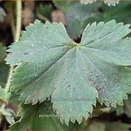 Alchemilla caucasica