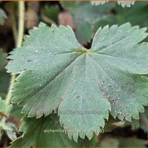 Alchemilla caucasica