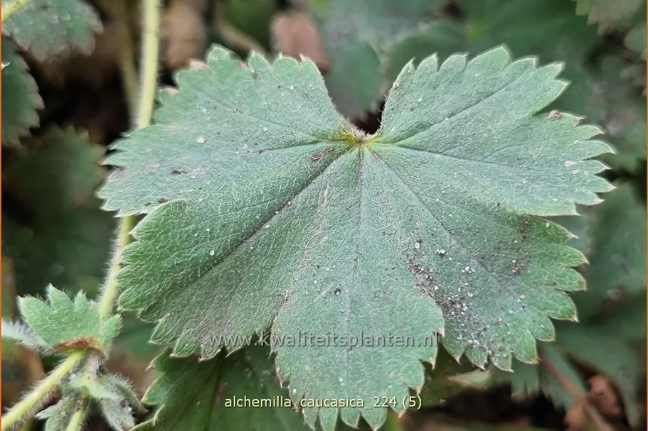 Alchemilla caucasica