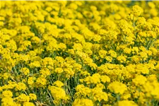 Alyssum montanum 'Berggold'
