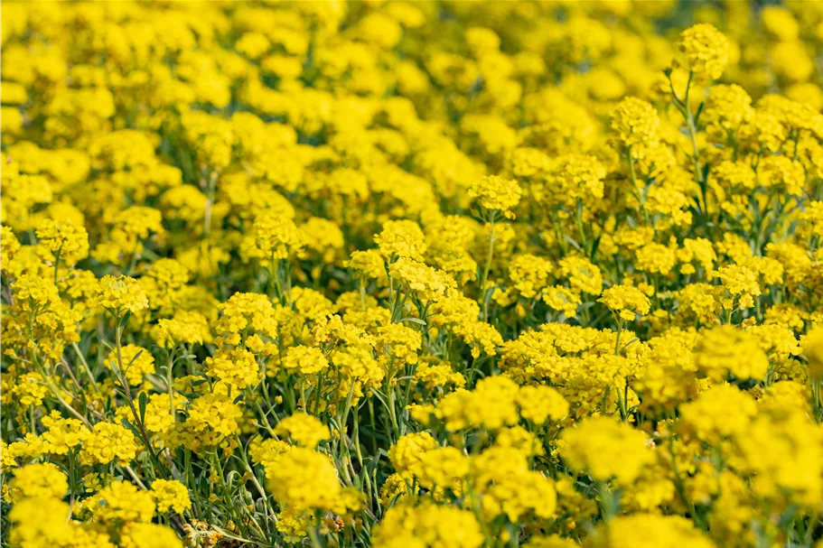 Alyssum montanum 'Berggold'