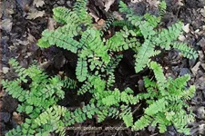 Adiantum pedatum 'Imbricatum'