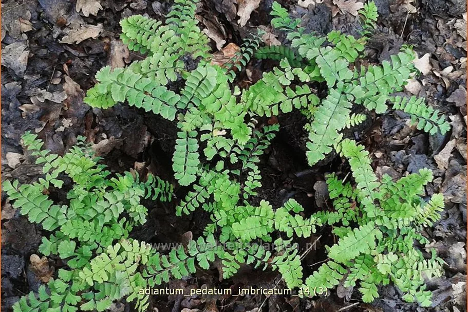 Adiantum pedatum 'Imbricatum'