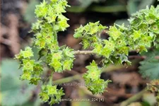 Alchemilla caucasica