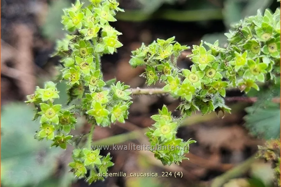 Alchemilla caucasica