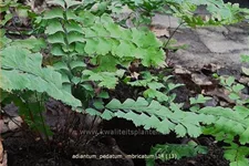 Adiantum pedatum 'Imbricatum'