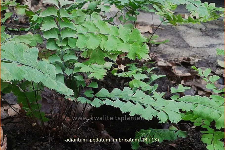 Adiantum pedatum 'Imbricatum'