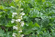 Acanthus mollis 'Rue Ledan'