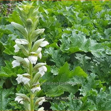 Acanthus mollis 'Rue Ledan'