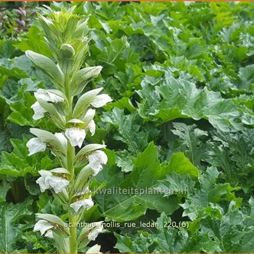 Acanthus mollis 'Rue Ledan'