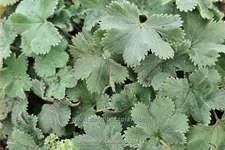 Alchemilla caucasica