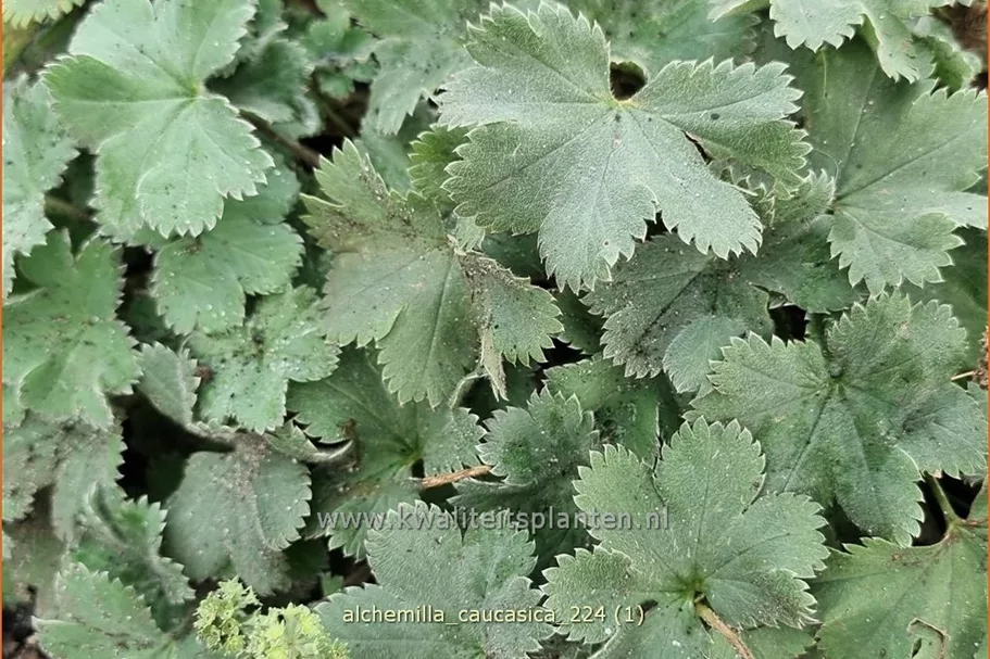 Alchemilla caucasica