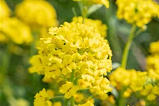 Alyssum montanum 'Berggold'