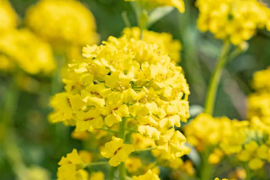 Alyssum montanum 'Berggold'