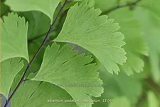 Adiantum pedatum 'Imbricatum'