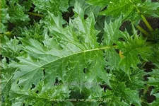 Acanthus mollis 'Rue Ledan'