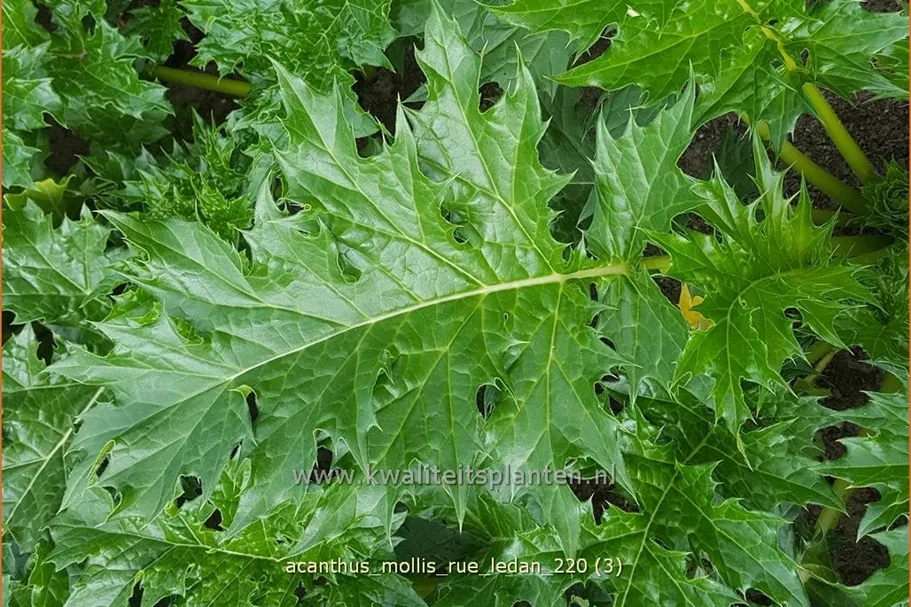 Acanthus mollis 'Rue Ledan'