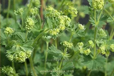 Alchemilla caucasica