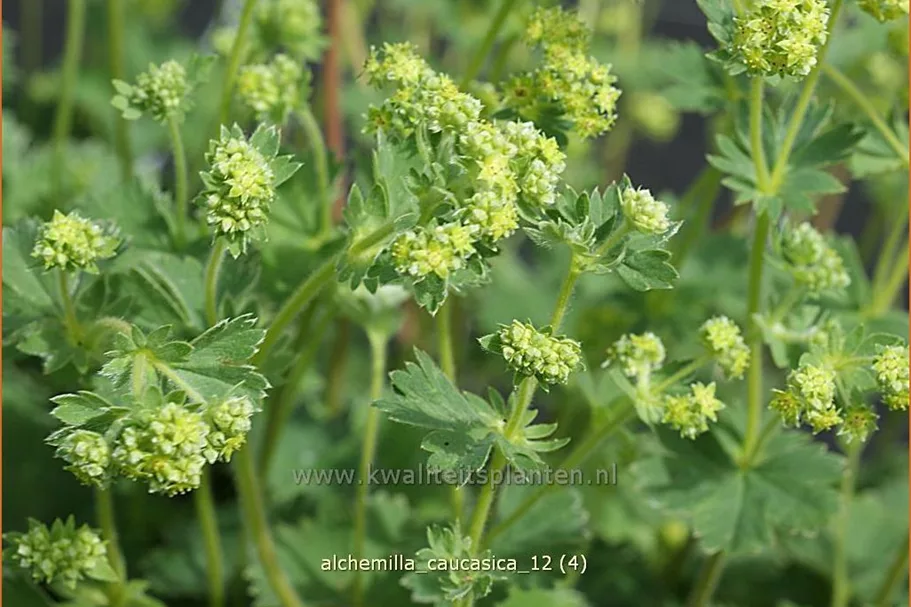 Alchemilla caucasica