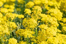 Alyssum montanum 'Berggold'
