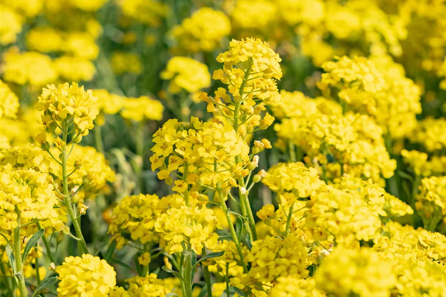 Alyssum montanum 'Berggold'