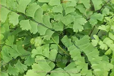 Adiantum pedatum 'Imbricatum'