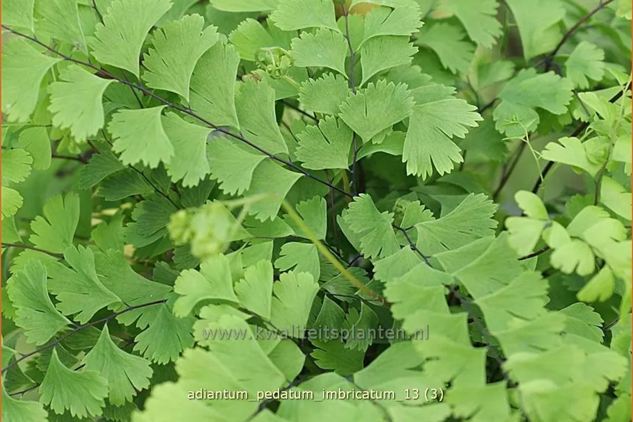 Adiantum pedatum 'Imbricatum'