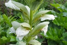 Acanthus mollis 'Rue Ledan'