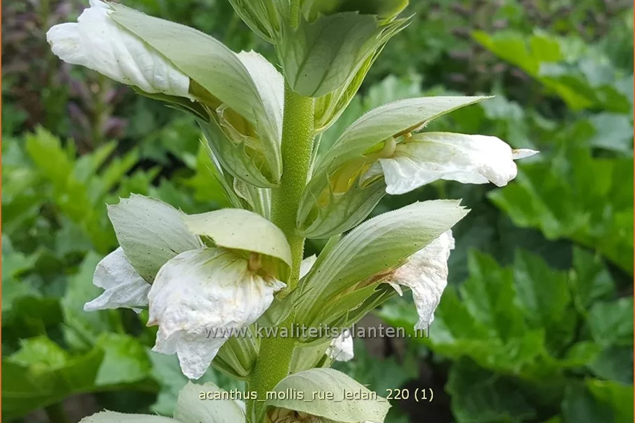 Acanthus mollis 'Rue Ledan'