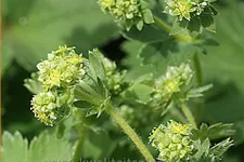 Alchemilla caucasica